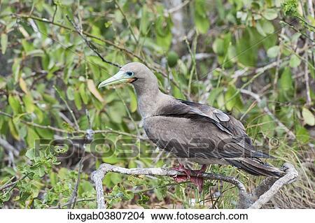 "Red-footed Booby (Sula sula) in red mangrove, Genovesa Island, Galapagos, Ecuador, South America" View Large Photo Image Picture - "Red-footed Booby (Sula sula) in red mangrove, Genovesa Island, Galapagos, Ecuador, South America". Fotosearch