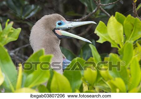 "Red-footed Booby (Sula sula) in red mangrove, Genovesa Island, Galapagos, Ecuador, South America" View Large Photo Image Stock Photograph - "Red-footed Booby (Sula sula) in red mangrove, Genovesa Island, Galapagos, Ecuador, South America". Fotosearch