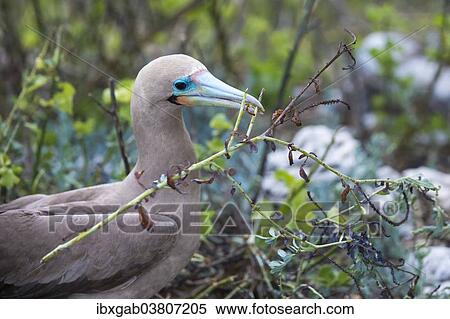 "Red-footed Booby (Sula sula) in red mangrove, Genovesa Island, Galapagos, Ecuador, South America" View Large Photo Image Stock Photography - "Red-footed Booby (Sula sula) in red mangrove, Genovesa Island, Galapagos, Ecuador, South America". Fotosearch