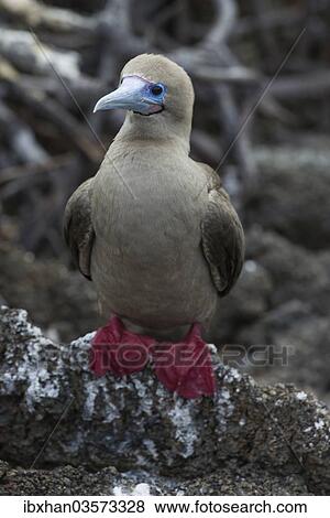 "Red-footed Booby (Sula sula), Isla Genovesa, Galapagos Islands" View Large Photo Image Stock Photo - "Red-footed Booby (Sula sula), Isla Genovesa, Galapagos Islands". Fotosearch