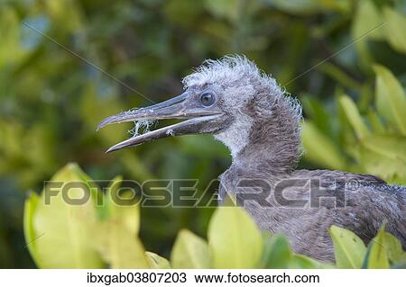 "Red-footed Booby (Sula sula) juvenile, in red mangrove, Genovesa Island, Galapagos, Ecuador, South America" View Large Photo Image Stock Image - "Red-footed Booby (Sula sula) juvenile, in red mangrove, Genovesa Island, Galapagos, Ecuador, South America". Fotosearch