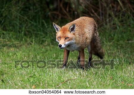"Red Fox (Vulpes vulpes), adult, alert, Surrey, England, United Kingdom, Europe" View Large Photo Image Picture - "Red Fox (Vulpes vulpes), adult, alert, Surrey, England, United Kingdom, Europe". Fotosearch