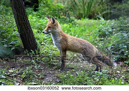 "Red Fox (Vulpes vulpes), adult, alert, captive, Hanau, Hesse, Germany, Europe" View Large Photo Image Stock Image - "Red Fox (Vulpes vulpes), adult, alert, captive, Hanau, Hesse, Germany, Europe". Fotosearch