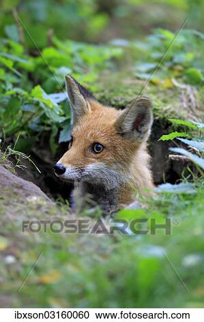 "Red Fox (Vulpes vulpes), adult, alert, captive, Hanau, Hesse, Germany, Europe" View Large Photo Image Stock Image - "Red Fox (Vulpes vulpes), adult, alert, captive, Hanau, Hesse, Germany, Europe". Fotosearch