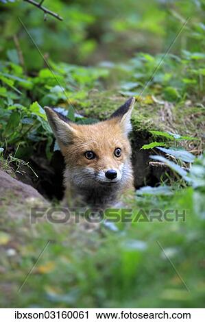 Stock Image - "Red Fox (Vulpes vulpes), adult, alert, captive, Hanau, Hesse, Germany, Europe". Fotosearch