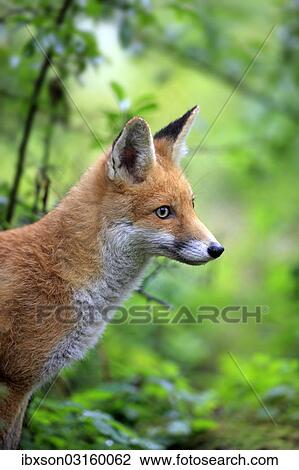 "Red Fox (Vulpes vulpes), adult, alert, captive, Hanau, Hesse, Germany, Europe" View Large Photo Image Stock Image - "Red Fox (Vulpes vulpes), adult, alert, captive, Hanau, Hesse, Germany, Europe". Fotosearch
