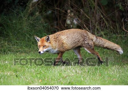 "Red Fox (Vulpes vulpes), adult, alert, stalking, Surrey, England, United Kingdom, Europe" View Large Photo Image Stock Image - "Red Fox (Vulpes vulpes), adult, alert, stalking, Surrey, England, United Kingdom, Europe". Fotosearch