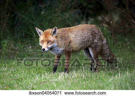 "Red Fox (Vulpes vulpes), adult, alert, Surrey, England, United Kingdom, Europe" View Large Photo Image Stock Image - "Red Fox (Vulpes vulpes), adult, alert, Surrey, England, United Kingdom, Europe". Fotosearch