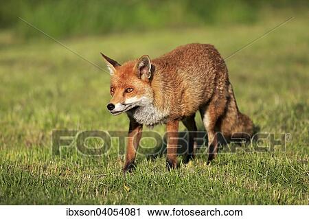 "Red Fox (Vulpes vulpes), adult, alert, Surrey, England, United Kingdom, Europe" View Large Photo Image Stock Image - "Red Fox (Vulpes vulpes), adult, alert, Surrey, England, United Kingdom, Europe". Fotosearch