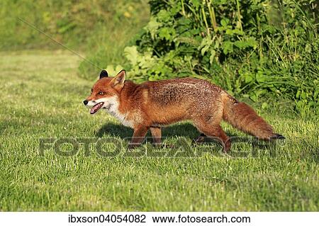 "Red Fox (Vulpes vulpes), adult, alert, Surrey, England, United Kingdom, Europe" View Large Photo Image Stock Image - "Red Fox (Vulpes vulpes), adult, alert, Surrey, England, United Kingdom, Europe". Fotosearch