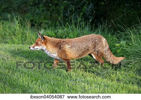 "Red Fox (Vulpes vulpes), adult, alert, Surrey, England, United Kingdom, Europe" View Large Photo Image Stock Photo - "Red Fox (Vulpes vulpes), adult, alert, Surrey, England, United Kingdom, Europe". Fotosearch
