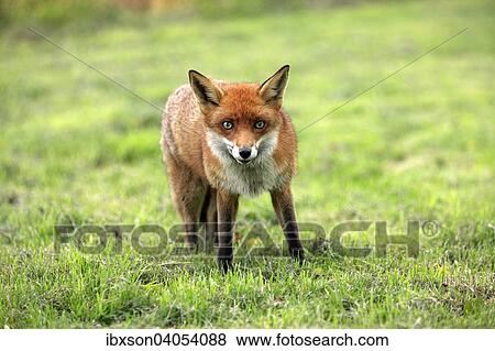 "Red Fox (Vulpes vulpes), adult, alert, Surrey, England, United Kingdom, Europe" View Large Photo Image Stock Photo - "Red Fox (Vulpes vulpes), adult, alert, Surrey, England, United Kingdom, Europe". Fotosearch