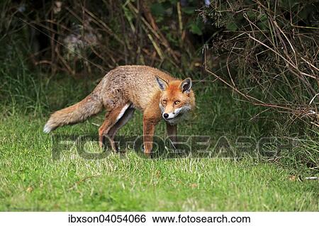 "Red Fox (Vulpes vulpes), adult, alert, Surrey, England, United Kingdom, Europe" View Large Photo Image Stock Photograph - "Red Fox (Vulpes vulpes), adult, alert, Surrey, England, United Kingdom, Europe". Fotosearch