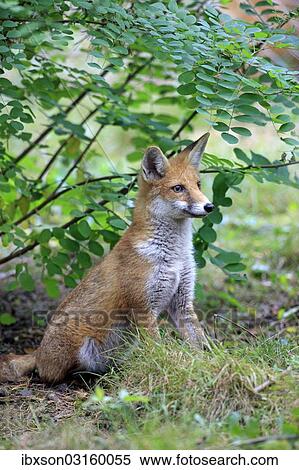 "Red Fox (Vulpes vulpes), adult, alert, captive, Hanau, Hesse, Germany, Europe" View Large Photo Image Stock Photography - "Red Fox (Vulpes vulpes), adult, alert, captive, Hanau, Hesse, Germany, Europe". Fotosearch
