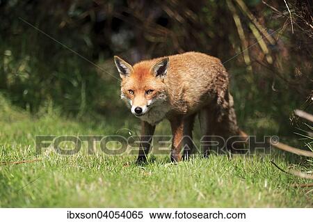"Red Fox (Vulpes vulpes), adult, alert, Surrey, England, United Kingdom, Europe" View Large Photo Image Stock Photography - "Red Fox (Vulpes vulpes), adult, alert, Surrey, England, United Kingdom, Europe". Fotosearch