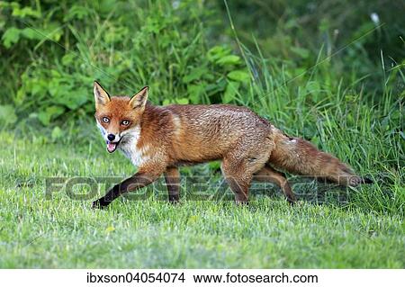 "Red Fox (Vulpes vulpes), adult, stalking, alert, Surrey, England, United Kingdom, Europe" View Large Photo Image Picture - "Red Fox (Vulpes vulpes), adult, stalking, alert, Surrey, England, United Kingdom, Europe". Fotosearch