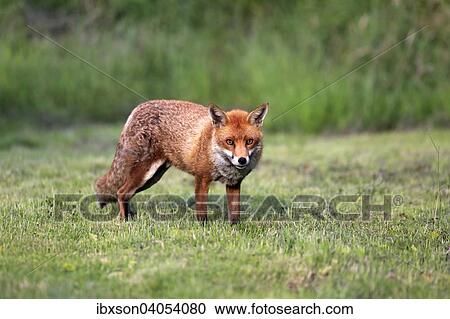 "Red Fox (Vulpes vulpes), adult, Surrey, England, United Kingdom, Europe" View Large Photo Image Stock Image - "Red Fox (Vulpes vulpes), adult, Surrey, England, United Kingdom, Europe". Fotosearch