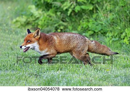 "Red Fox (Vulpes vulpes), adult, stalking, Surrey, England, United Kingdom, Europe" View Large Photo Image Stock Photo - "Red Fox (Vulpes vulpes), adult, stalking, Surrey, England, United Kingdom, Europe". Fotosearch