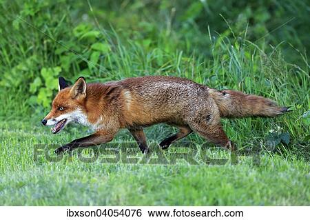 "Red Fox (Vulpes vulpes), adult, stalking, Surrey, England, United Kingdom, Europe" View Large Photo Image Stock Photograph - "Red Fox (Vulpes vulpes), adult, stalking, Surrey, England, United Kingdom, Europe". Fotosearch
