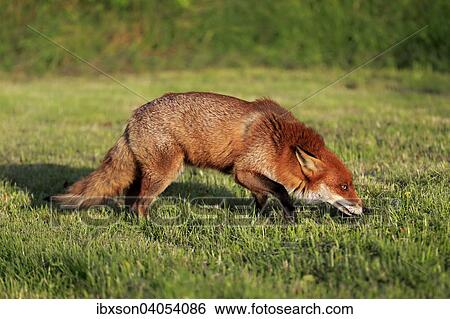 "Red Fox (Vulpes vulpes), adult, stalking, Surrey, England, United Kingdom, Europe" View Large Photo Image Stock Photograph - "Red Fox (Vulpes vulpes), adult, stalking, Surrey, England, United Kingdom, Europe". Fotosearch