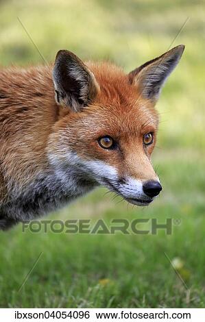"Red Fox (Vulpes vulpes), adult, Surrey, England, United Kingdom, Europe" View Large Photo Image Stock Photograph - "Red Fox (Vulpes vulpes), adult, Surrey, England, United Kingdom, Europe". Fotosearch