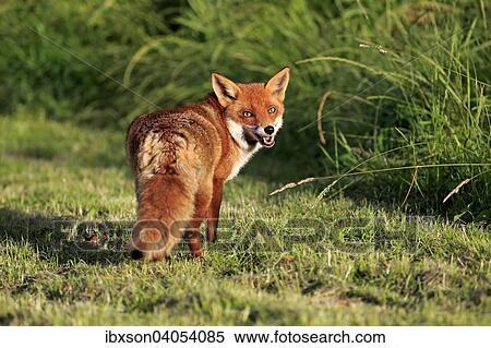"Red Fox (Vulpes vulpes), adult, Surrey, England, United Kingdom, Europe" View Large Photo Image Stock Photography - "Red Fox (Vulpes vulpes), adult, Surrey, England, United Kingdom, Europe". Fotosearch