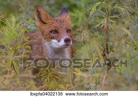 Stock Photography - "Red fox (Vulpes vulpes) after rain, Kamchatka, Russia, Europe". Fotosearch