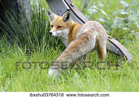 Stock Photo - "Red Fox (Vulpes vulpes), Canton of Zurich, Switzerland, Europe". Fotosearch