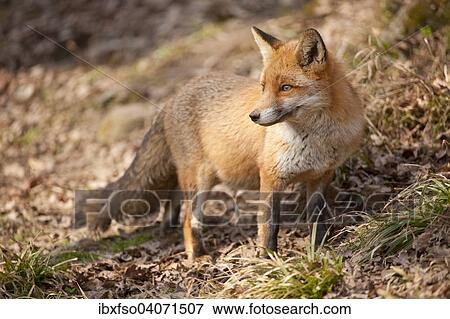 "Red Fox (Vulpes vulpes), captive, North Rhine-Westphalia, Germany, Europe" View Large Photo Image Stock Photo - "Red Fox (Vulpes vulpes), captive, North Rhine-Westphalia, Germany, Europe". Fotosearch