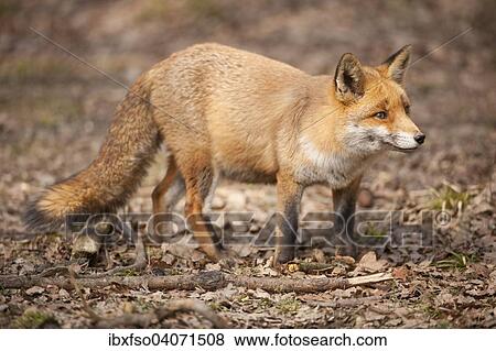 "Red Fox (Vulpes vulpes), captive, North Rhine-Westphalia, Germany, Europe" View Large Photo Image Stock Photo - "Red Fox (Vulpes vulpes), captive, North Rhine-Westphalia, Germany, Europe". Fotosearch
