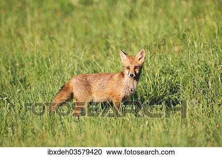 "Red Fox (Vulpes vulpes) cub standing in the grass, Allgau, Bavaria, Germany, Europe" View Large Photo Image Stock Image - "Red Fox (Vulpes vulpes) cub standing in the grass, Allgau, Bavaria, Germany, Europe". Fotosearch