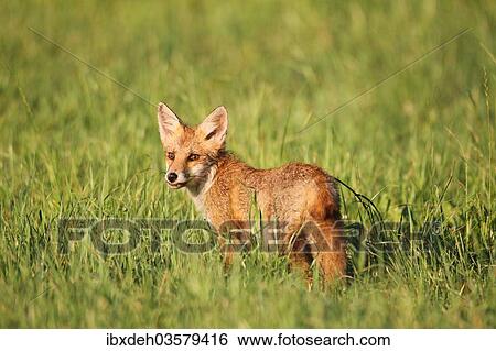 "Red Fox (Vulpes vulpes) cub standing in the grass, Allgau, Bavaria, Germany, Europe" View Large Photo Image Stock Photograph - "Red Fox (Vulpes vulpes) cub standing in the grass, Allgau, Bavaria, Germany, Europe". Fotosearch
