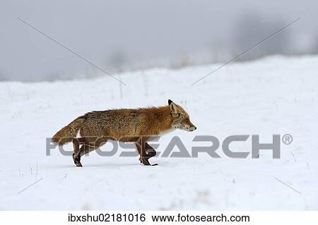 Stock Photograph - "Red Fox (Vulpes vulpes), during the rut season in February, Sinite Kamani Nature Park, Bulgaria, Europe". Fotosearch