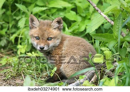 "Red Fox (Vulpes vulpes), fox pup, circa 7 weeks, outside the den, Allgau, Bavaria, Germany, Europe" View Large Photo Image Stock Image - "Red Fox (Vulpes vulpes), fox pup, circa 7 weeks, outside the den, Allgau, Bavaria, Germany, Europe". Fotosearch