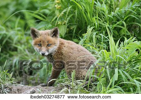 "Red Fox (Vulpes vulpes), fox pup, circa 7 weeks, outside the den, Allgau, Bavaria, Germany, Europe" View Large Photo Image Stock Photo - "Red Fox (Vulpes vulpes), fox pup, circa 7 weeks, outside the den, Allgau, Bavaria, Germany, Europe". Fotosearch