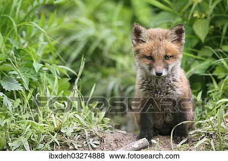 Stock Photo - "Red Fox (Vulpes vulpes), fox pup, circa 7 weeks, outside the den, Allgau, Bavaria, Germany, Europe". Fotosearch