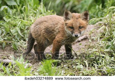 "Red Fox (Vulpes vulpes), fox pup, circa 7 weeks, outside the den, Allgau, Bavaria, Germany, Europe" View Large Photo Image Stock Photo - "Red Fox (Vulpes vulpes), fox pup, circa 7 weeks, outside the den, Allgau, Bavaria, Germany, Europe". Fotosearch