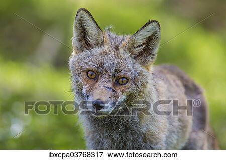 "Red fox (Vulpes vulpes), Monfraguee, UNESCO Biosphere reserve, Extremadura, Spain, Europe" View Large Photo Image Stock Photo - "Red fox (Vulpes vulpes), Monfraguee, UNESCO Biosphere reserve, Extremadura, Spain, Europe". Fotosearch