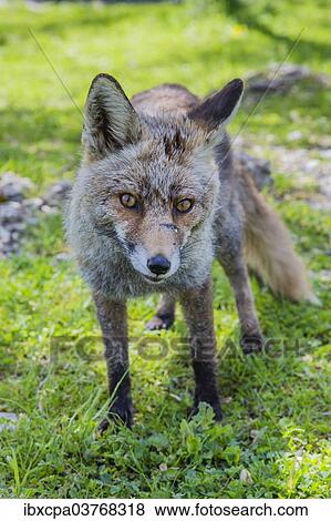 "Red fox (Vulpes vulpes), Monfraguee, UNESCO Biosphere reserve, Extremadura, Spain, Europe" View Large Photo Image Stock Photo - "Red fox (Vulpes vulpes), Monfraguee, UNESCO Biosphere reserve, Extremadura, Spain, Europe". Fotosearch