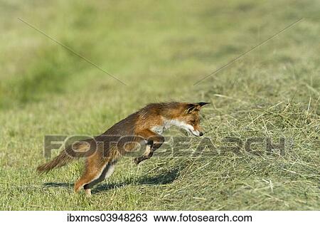 "Red fox (Vulpes vulpes), mousing jump, North Hesse, Hesse, Germany, Europe" View Large Photo Image Stock Image - "Red fox (Vulpes vulpes), mousing jump, North Hesse, Hesse, Germany, Europe". Fotosearch
