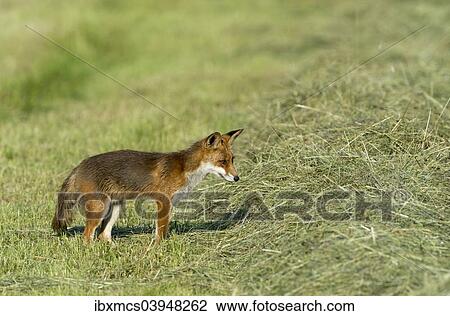 "Red fox (Vulpes vulpes), North Hesse, Hesse, Germany, Europe" View Large Photo Image Stock Image - "Red fox (Vulpes vulpes), North Hesse, Hesse, Germany, Europe". Fotosearch