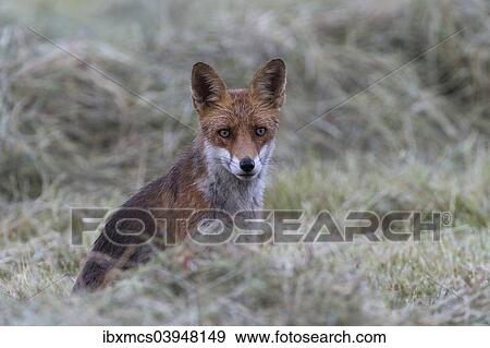 "Red fox (Vulpes vulpes), North Hesse, Hesse, Germany, Europe" View Large Photo Image Stock Photo - "Red fox (Vulpes vulpes), North Hesse, Hesse, Germany, Europe". Fotosearch