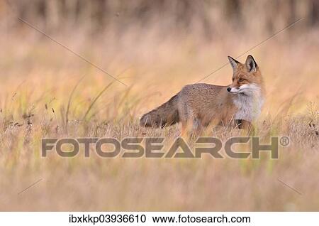 "Red Fox (Vulpes vulpes) on a meadow in autumn, Kuyavian-Pomeranian Voivodeship, Poland, Europe" View Large Photo Image Stock Image - "Red Fox (Vulpes vulpes) on a meadow in autumn, Kuyavian-Pomeranian Voivodeship, Poland, Europe". Fotosearch
