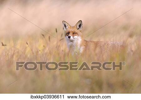 "Red Fox (Vulpes vulpes) on a meadow in autumn, Kuyavian-Pomeranian Voivodeship, Poland, Europe" View Large Photo Image Stock Image - "Red Fox (Vulpes vulpes) on a meadow in autumn, Kuyavian-Pomeranian Voivodeship, Poland, Europe". Fotosearch