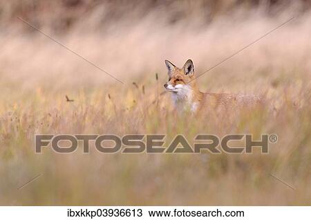 Stock Image - "Red Fox (Vulpes vulpes) on a meadow in autumn, Kuyavian-Pomeranian Voivodeship, Poland, Europe". Fotosearch