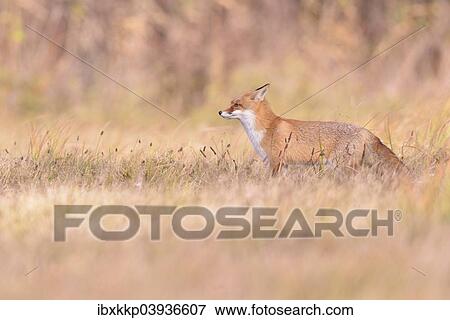 "Red Fox (Vulpes vulpes) on a meadow in autumn, Kuyavian-Pomeranian Voivodeship, Poland, Europe" View Large Photo Image Stock Photo - "Red Fox (Vulpes vulpes) on a meadow in autumn, Kuyavian-Pomeranian Voivodeship, Poland, Europe". Fotosearch