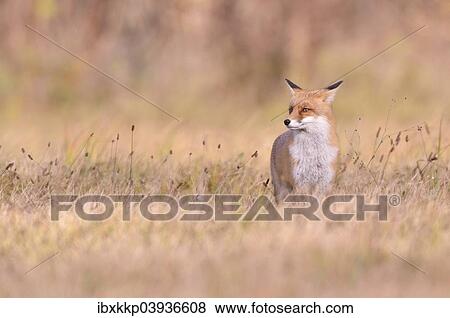 "Red Fox (Vulpes vulpes) on a meadow in autumn, Kuyavian-Pomeranian Voivodeship, Poland, Europe" View Large Photo Image Stock Photo - "Red Fox (Vulpes vulpes) on a meadow in autumn, Kuyavian-Pomeranian Voivodeship, Poland, Europe". Fotosearch