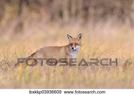 "Red Fox (Vulpes vulpes) on a meadow in autumn, Kuyavian-Pomeranian Voivodeship, Poland, Europe" View Large Photo Image Stock Photo - "Red Fox (Vulpes vulpes) on a meadow in autumn, Kuyavian-Pomeranian Voivodeship, Poland, Europe". Fotosearch