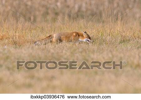 "Red Fox (Vulpes vulpes) on a meadow in autumn, Kuyavian-Pomeranian Voivodeship, Poland, Europe" View Large Photo Image Stock Photograph - "Red Fox (Vulpes vulpes) on a meadow in autumn, Kuyavian-Pomeranian Voivodeship, Poland, Europe". Fotosearch