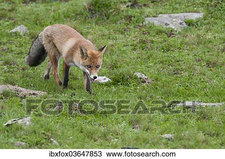 "Red Fox (Vulpes vulpes) on foot on an alpine meadow, Tyrolean Unterland, Tyrol, Austria, Europe" View Large Photo Image Stock Image - "Red Fox (Vulpes vulpes) on foot on an alpine meadow, Tyrolean Unterland, Tyrol, Austria, Europe". Fotosearch